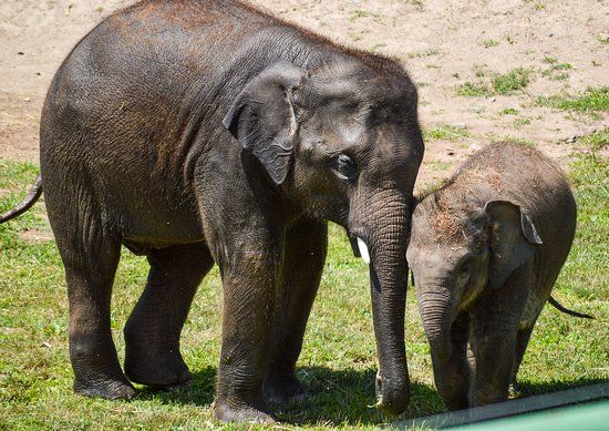 Rosamond Gifford Zoo